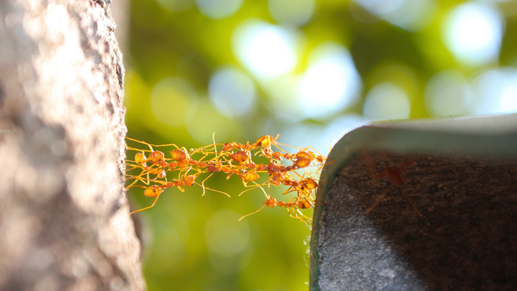 Ant Bridge