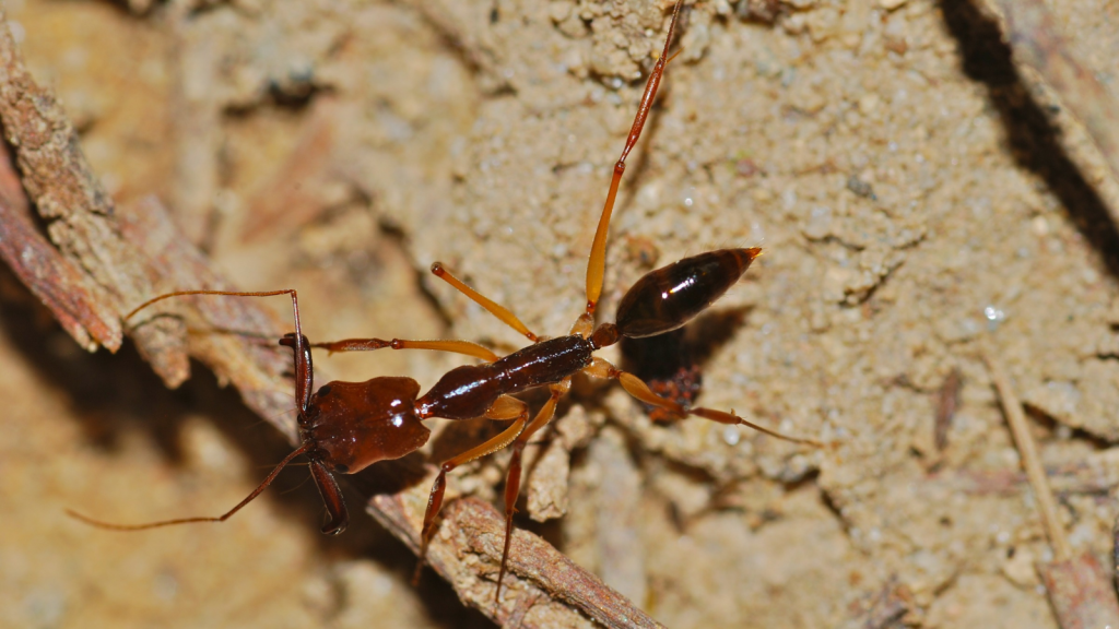 Trap-Jaw Ant