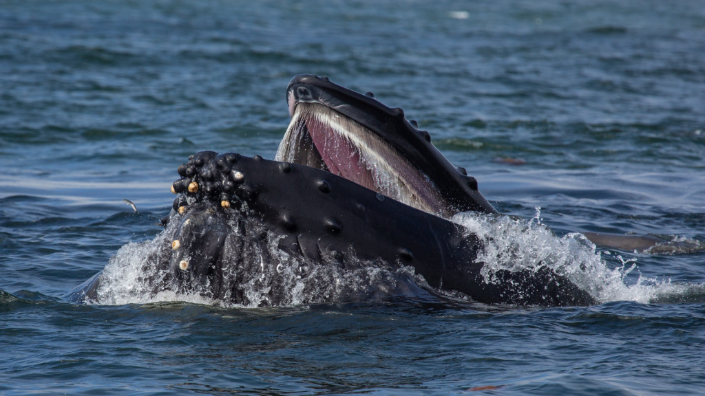 Humpback Whale 