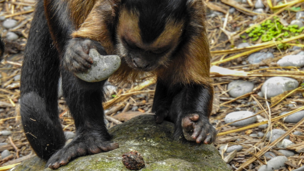 Capuchin Monkey