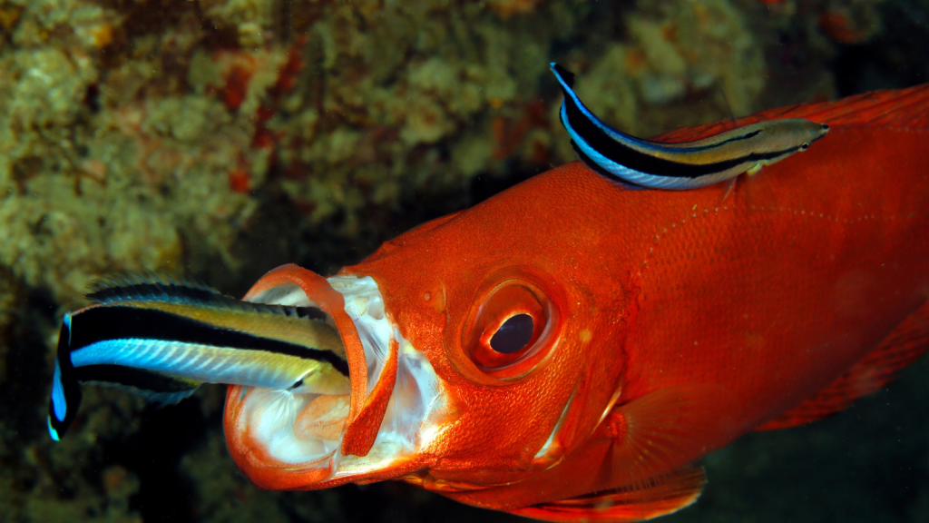 Cleaner Wrasse