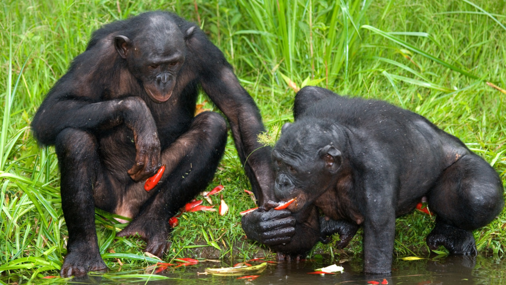 Bonobo