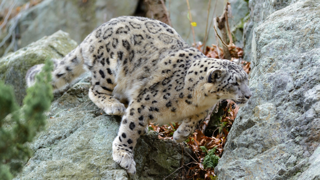 Snow Leopard