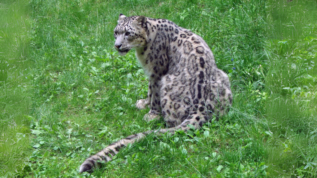 Snow Leopard