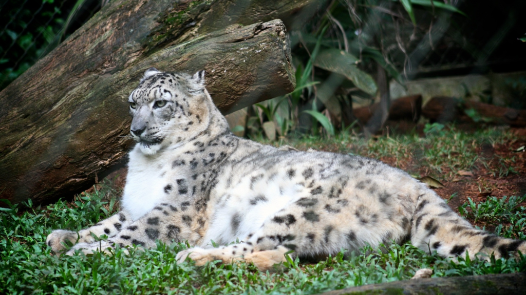 Snow Leopard