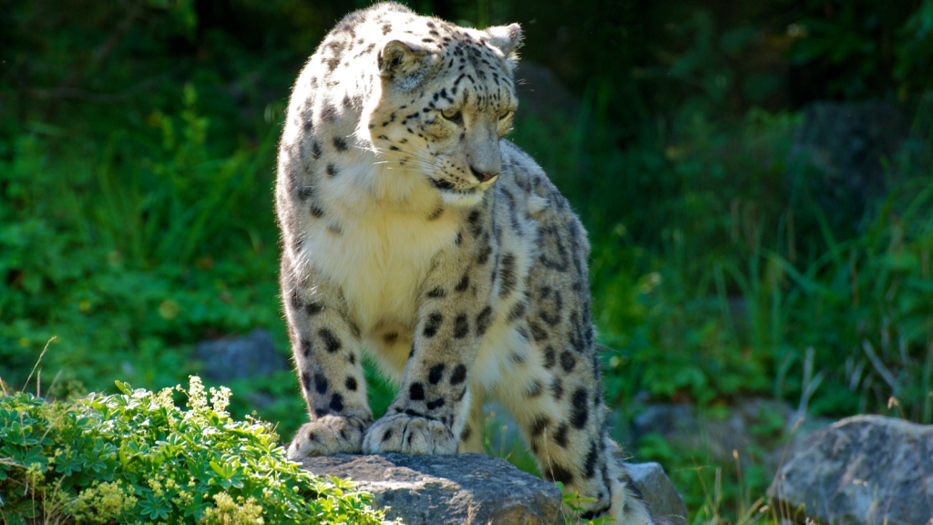 Snow Leopard