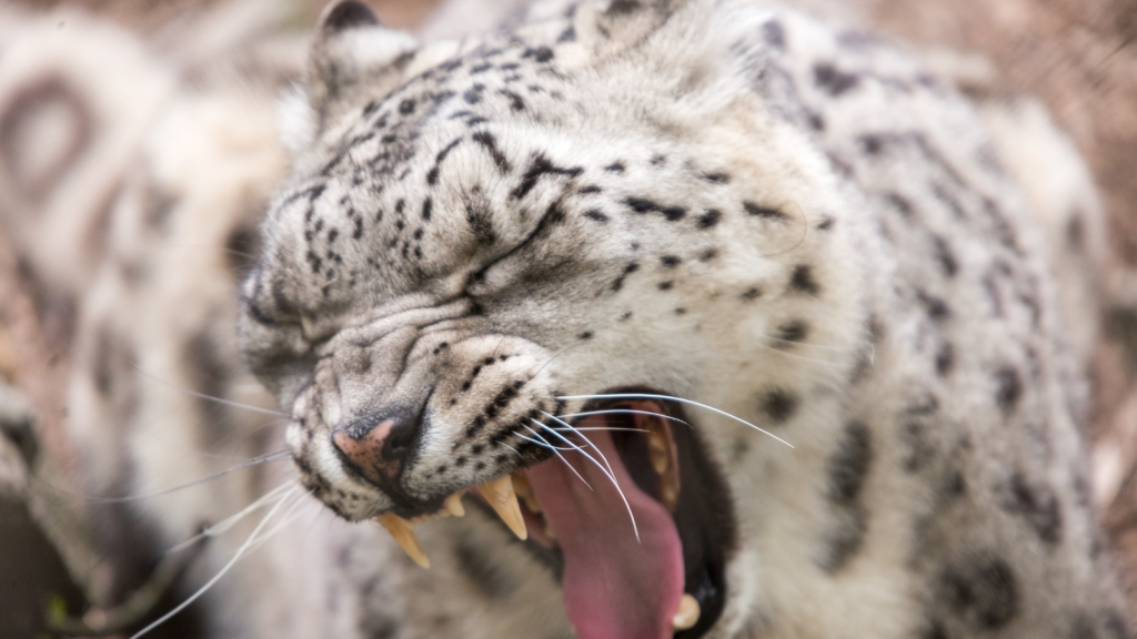 Snow Leopard