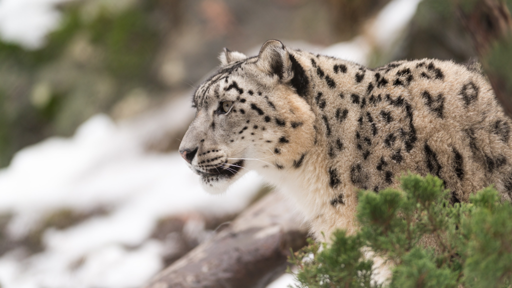 Snow Leopard