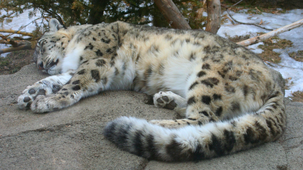 Snow Leopard 