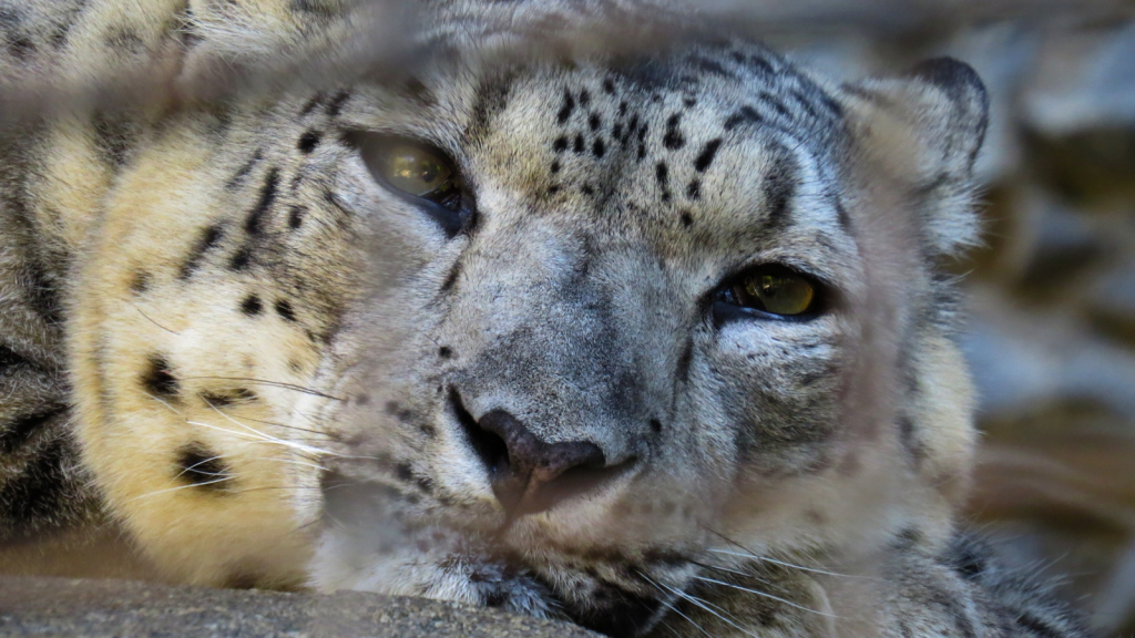 Snow Leopard 