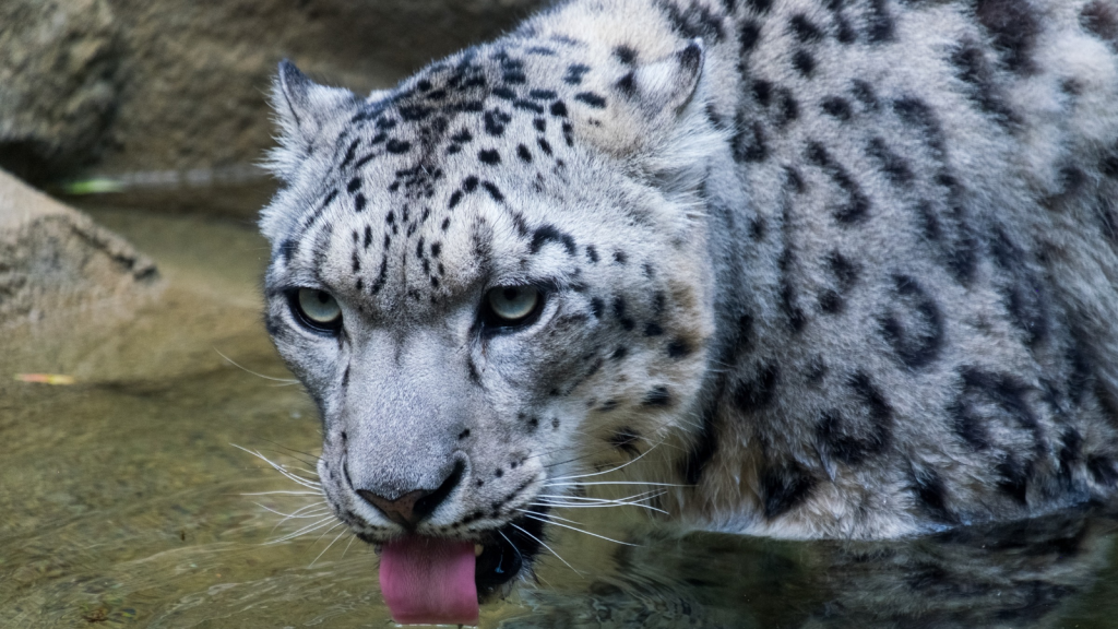 Snow Leopard 