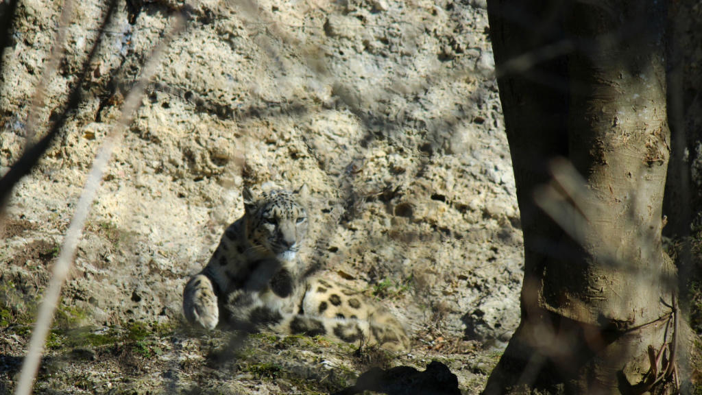 Snow Leopard