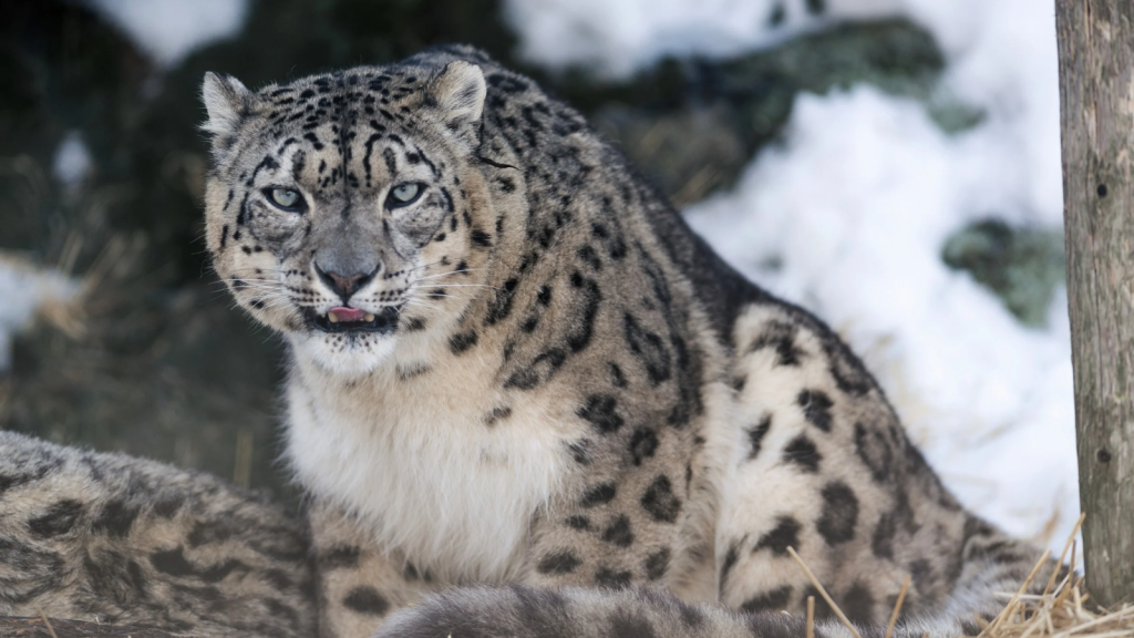 Snow Leopard