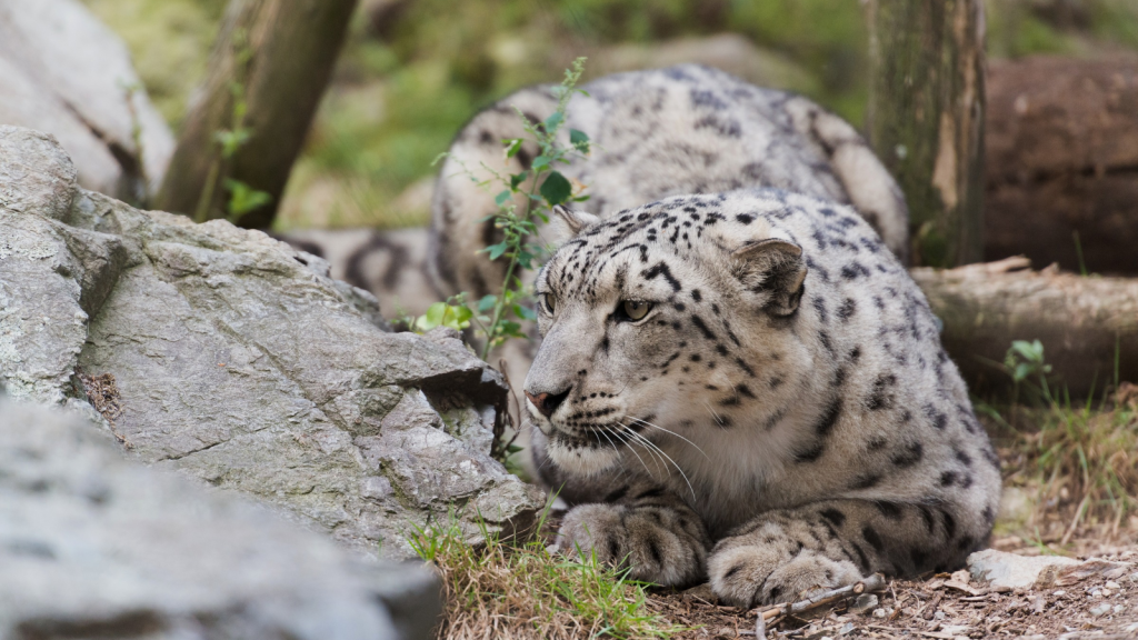 Snow Leopard