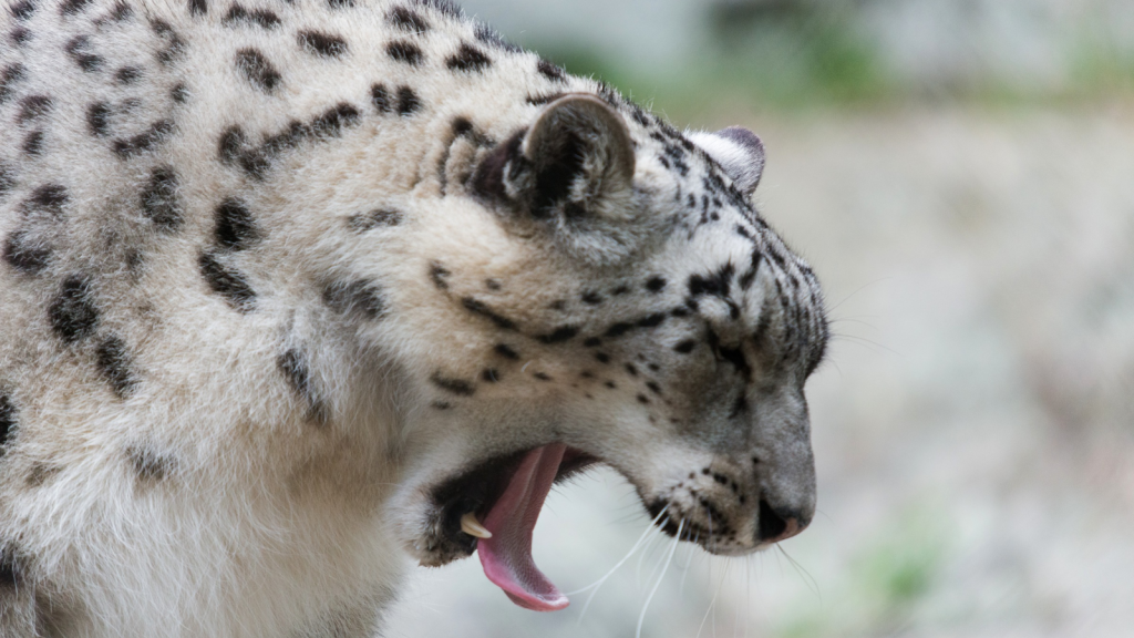 Snow Leopard