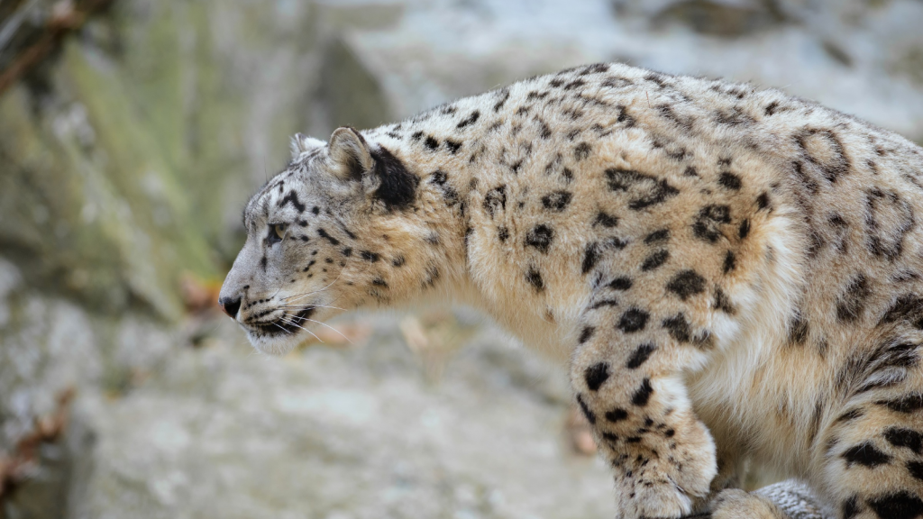 Snow Leopard