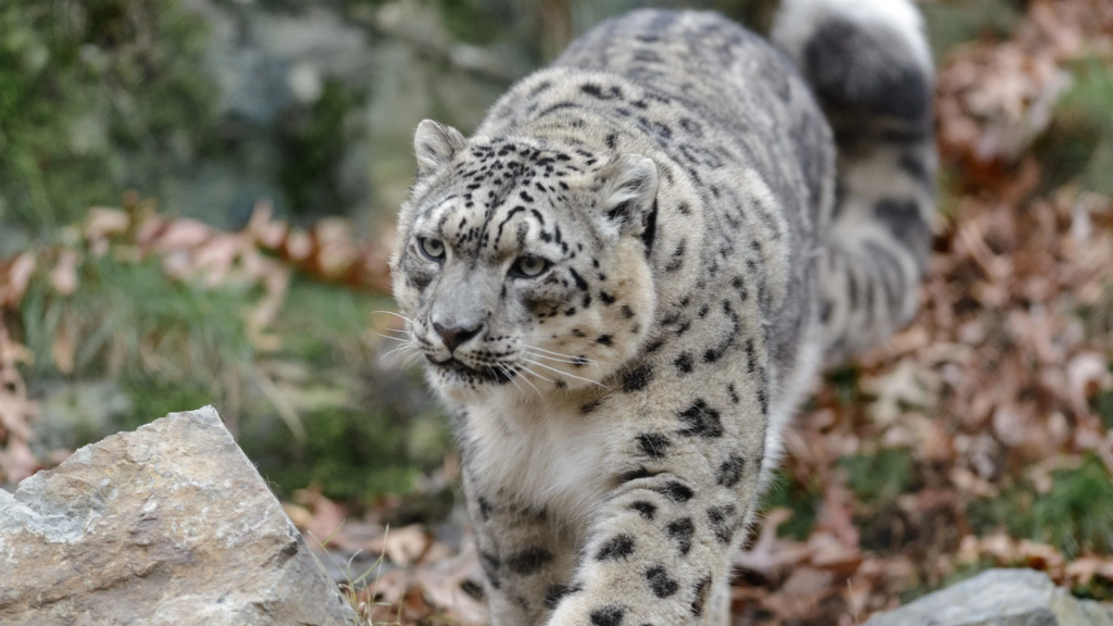 Snow Leopard