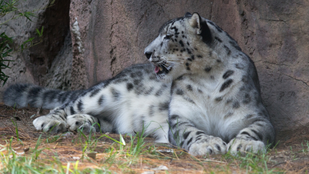 Snow Leopard