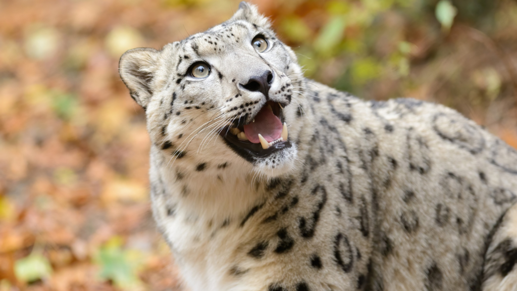 16 Fascinating Facts About the Elusive Snow Leopards