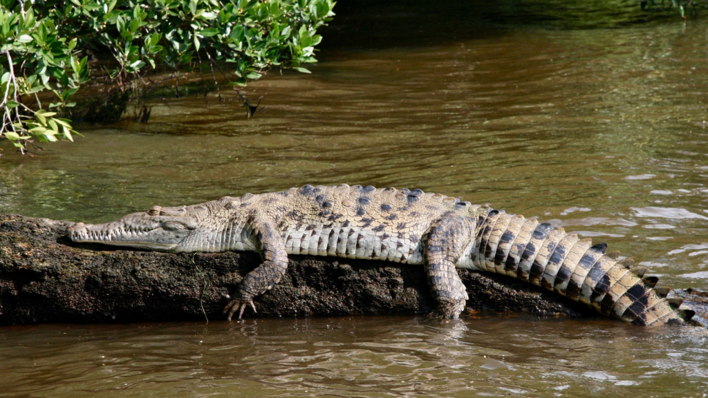 American Crocodile