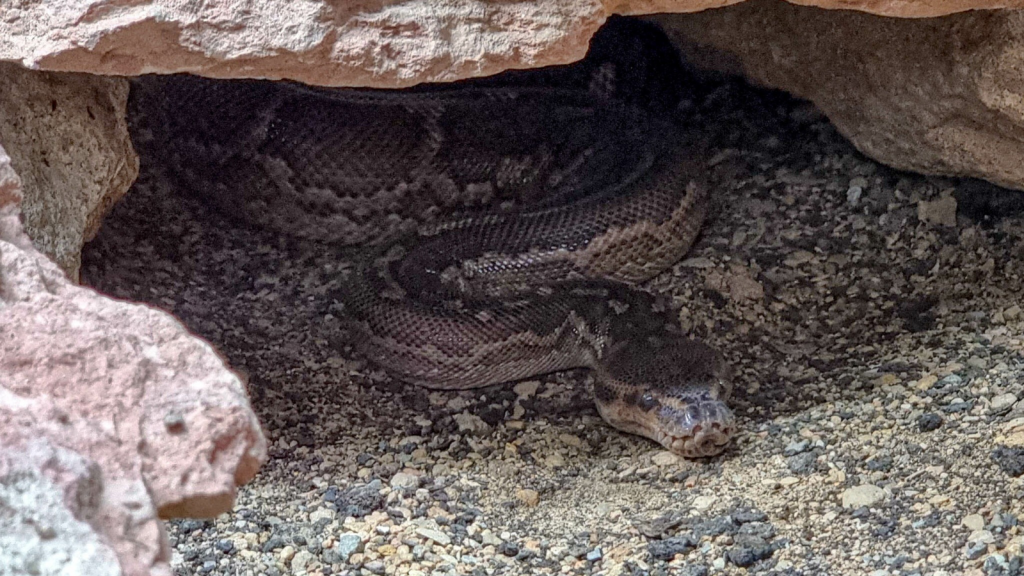 Cuban Boa