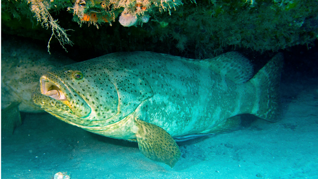 Goliath Grouper