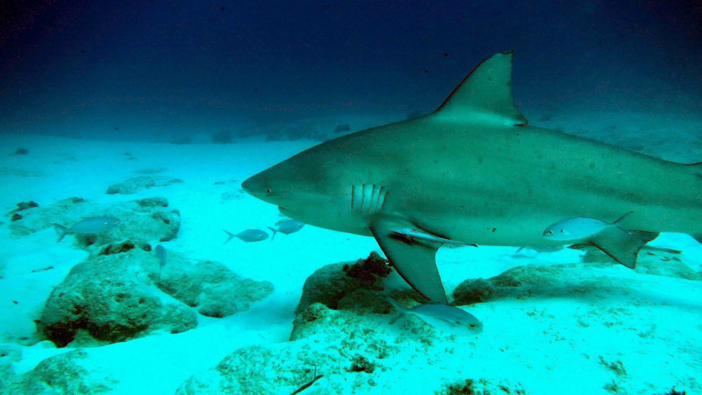 Bull Shark