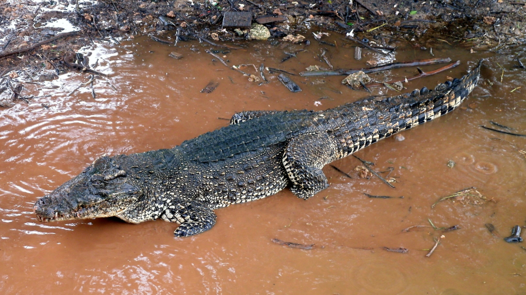 Cuban Crocodile