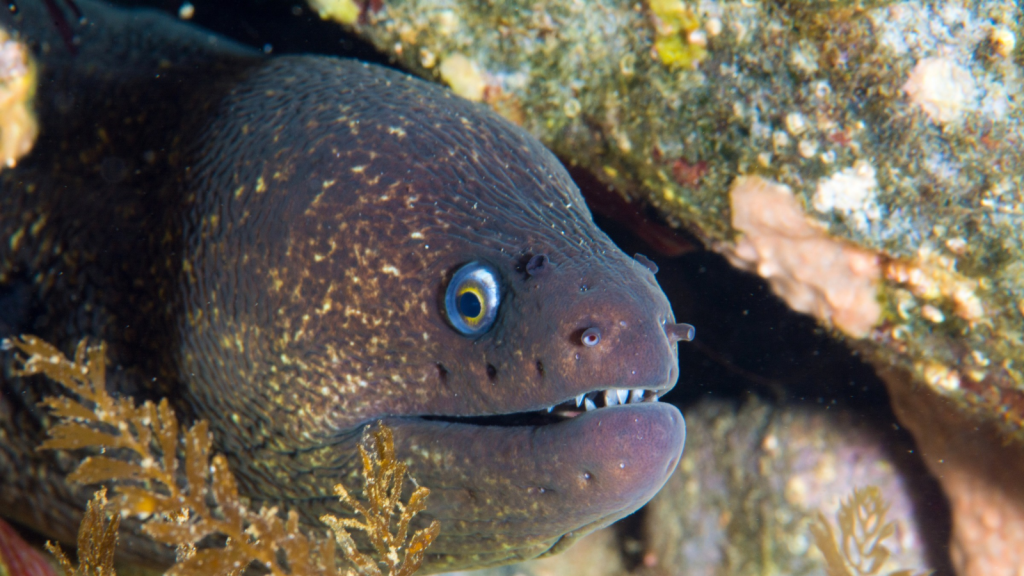 Moray Eel | 16 Fiercest Predators of the Caribbean