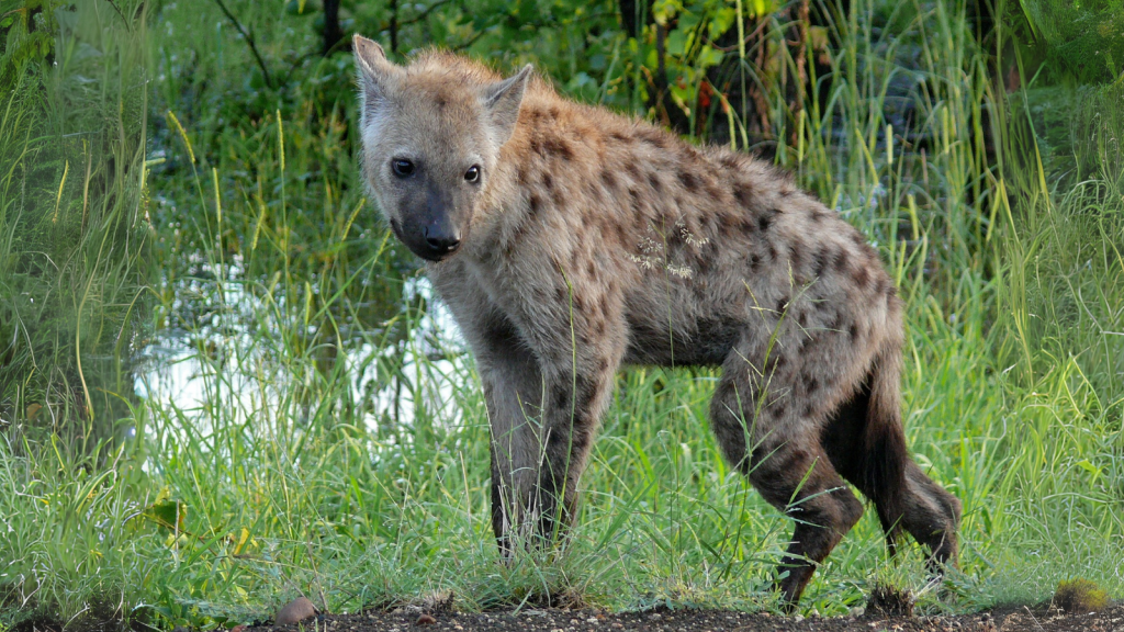 Spotted Hyena