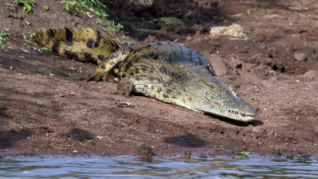 Nile Crocodile