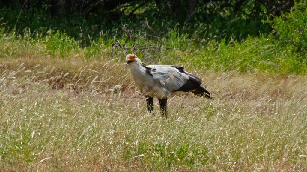 Secretary Bird