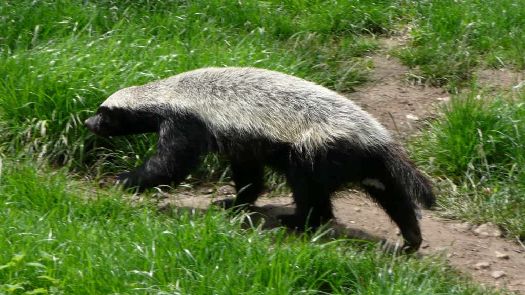 Honey Badger