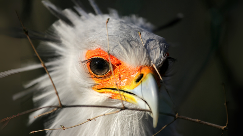 Secretary Bird | From Lions to Leopards Meet the Serengeti's Top Predators