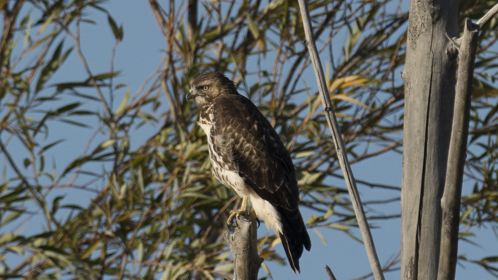 Ferruginous Hawk