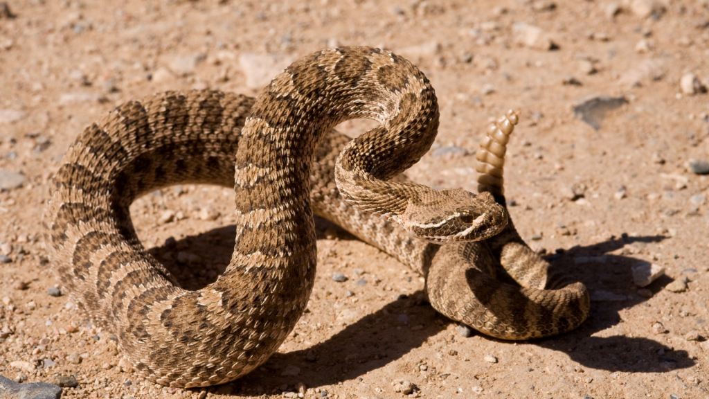 Prairie Rattlesnake