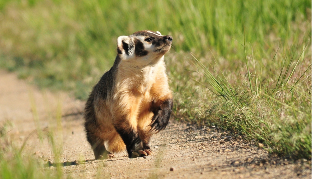 American Badger 