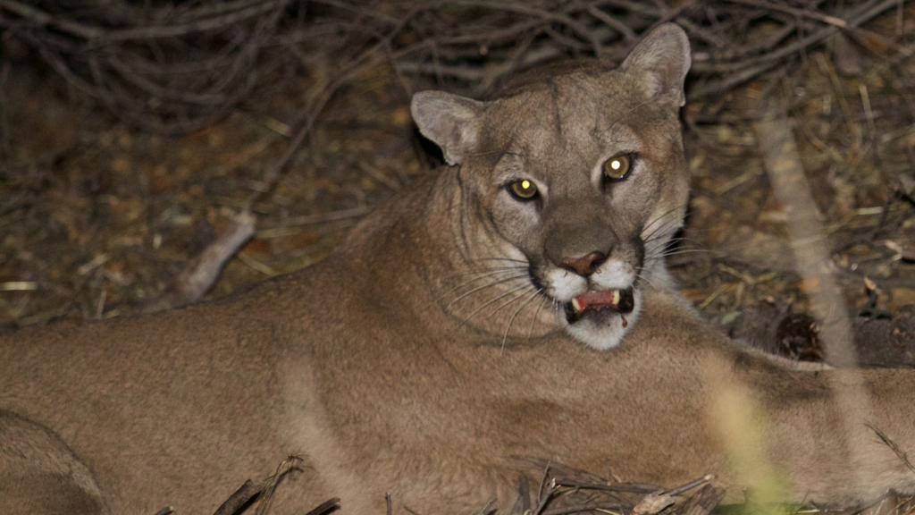 Mountain Lion