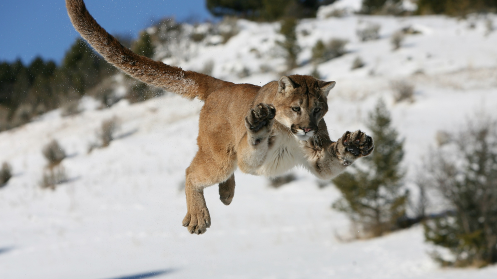 Mountain Lion