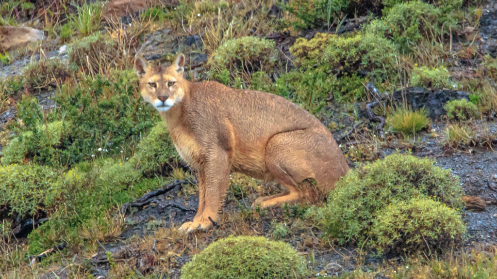 Mountain Lion