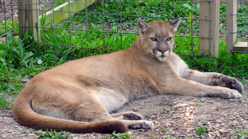 Mountain Lion