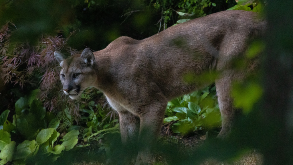 Mountain Lion