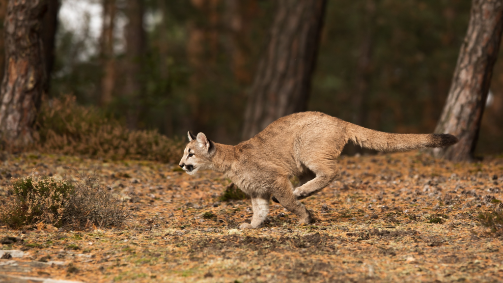 Mountain Lion