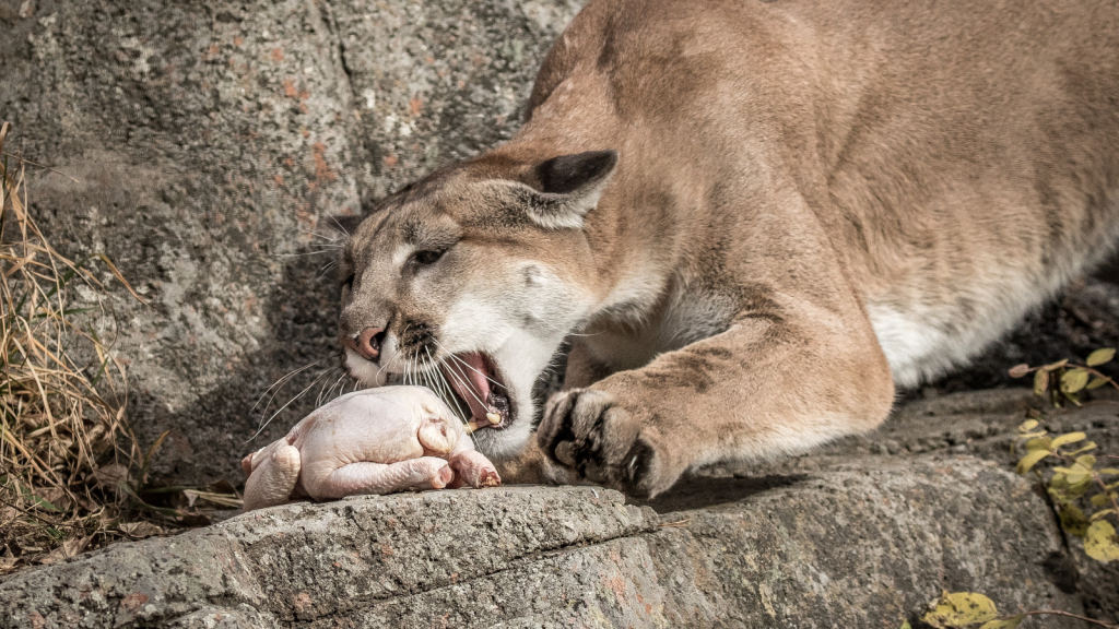 Mountain Lion