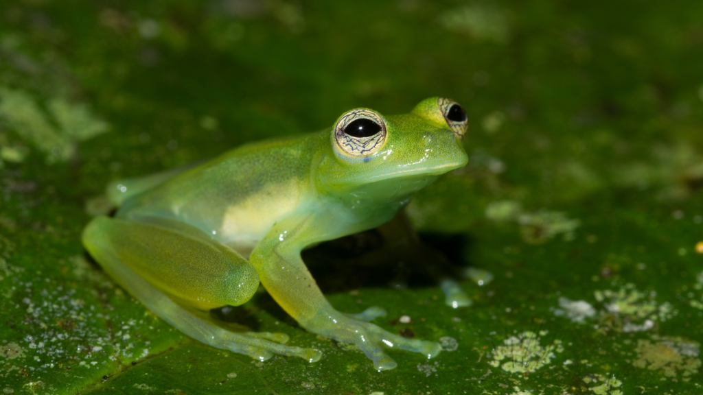 Glass Frog