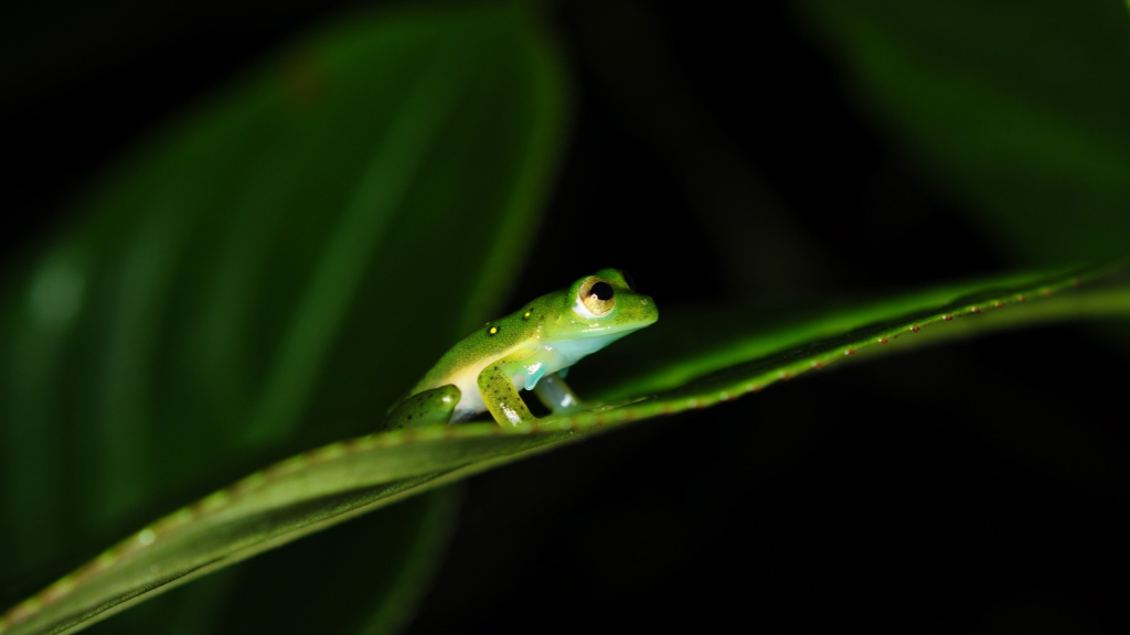 Glass Frog