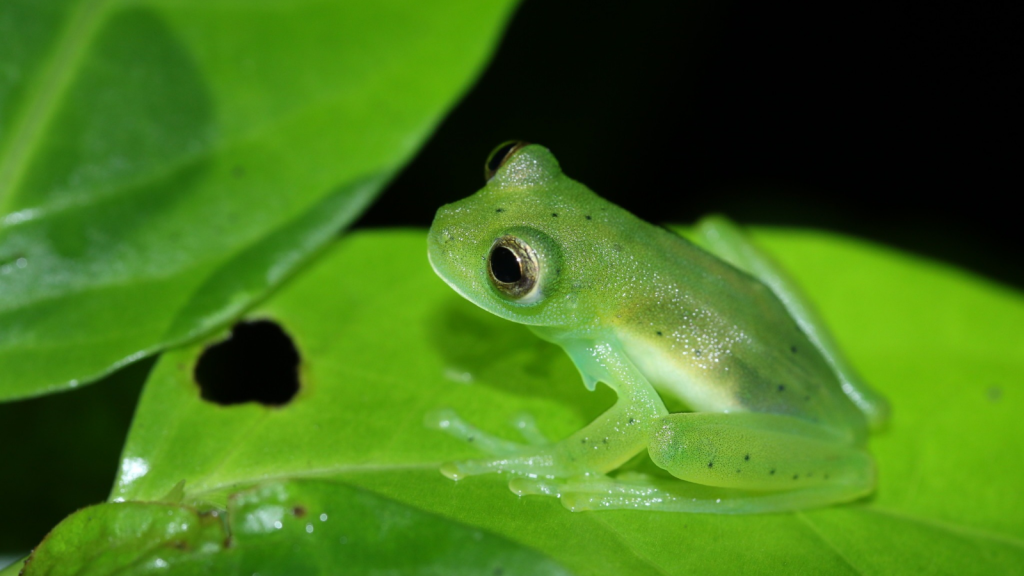 Glass Frog