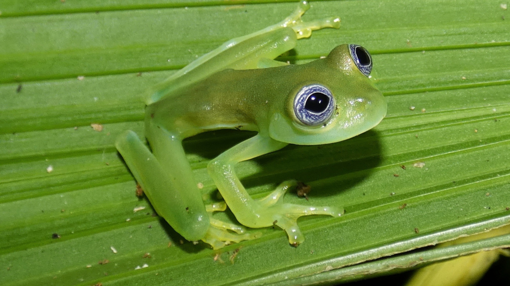 Glass Frog