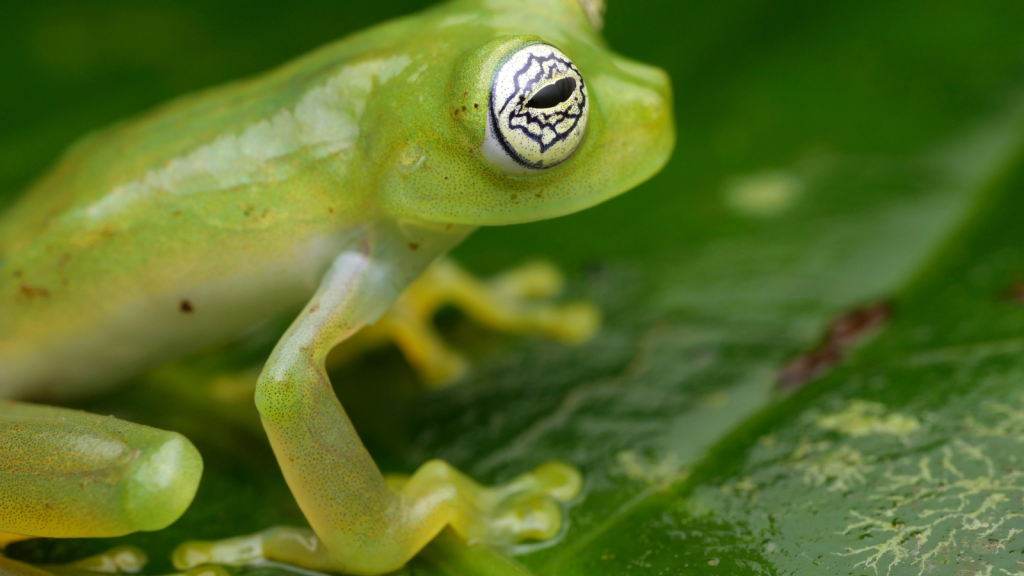 Glass Frog