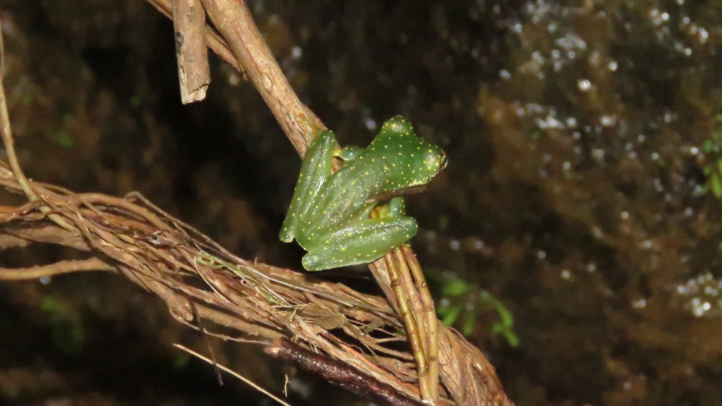 Glass Frog